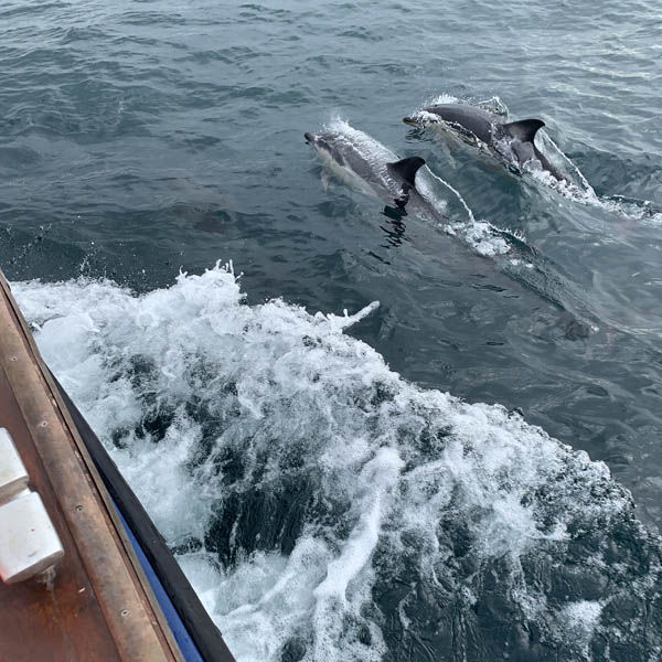Mollie May Charters Cornwall, Dolphins