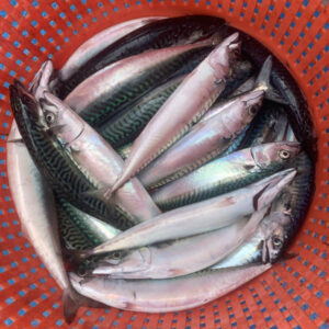 Mollie May Charters Fishing Trips