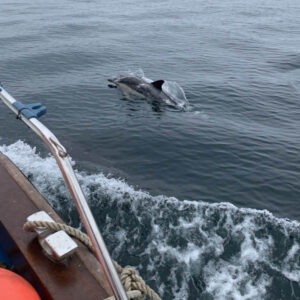 Mollie May Charters Porthleven, Newlyn, Penzance
