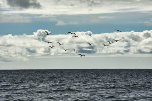 Mollie May Charters Cornwall Gulls